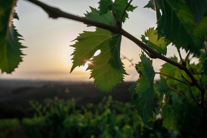 Picnic in the countryside in the heart of Chianti - Final Thoughts