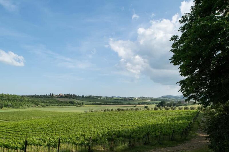 PICNIC on the estate - wine and vineyards - Key Points