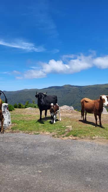 Pico Arieiro, Santana, São Lourenço & more  Full Day+PickUp - Who Will Love This Tour?