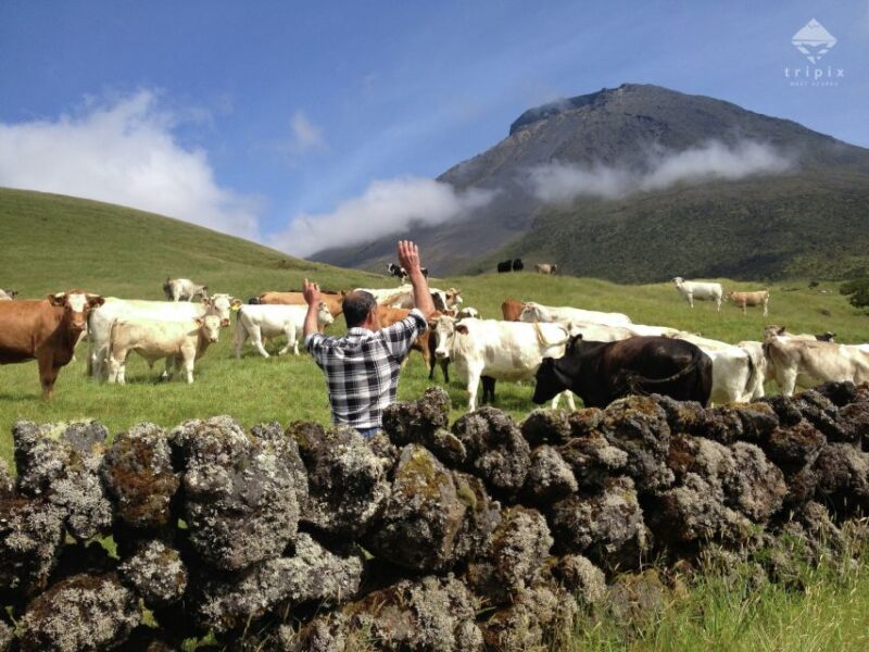 Pico Day Tour: Get to know Pico Island with a local guide - Visiting the UNESCO Vineyard Landscapes