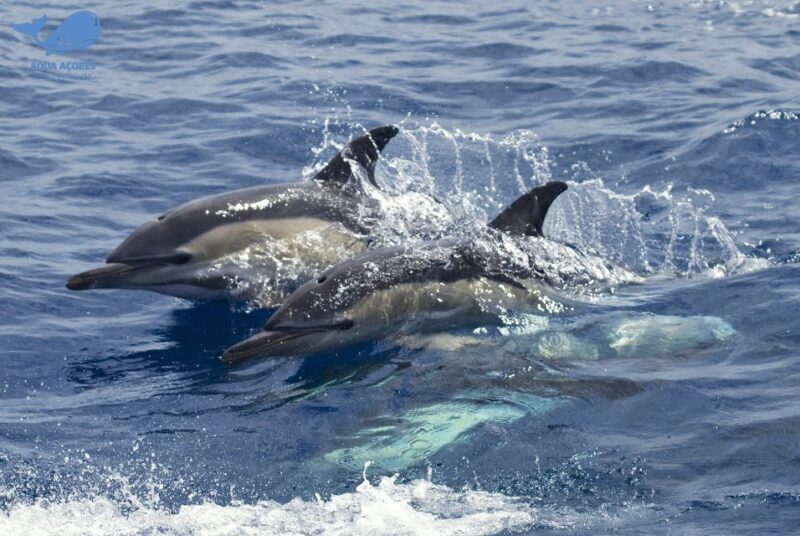 Pico Island: Azores Whale & Dolphin Watching on Zodiac Boat - The Review Highlights: Authentic Encounters and Expert Guides