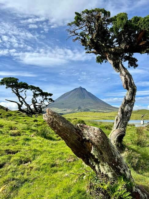 Pico island: highlights, wine tasting and local gastronomy - FAQs