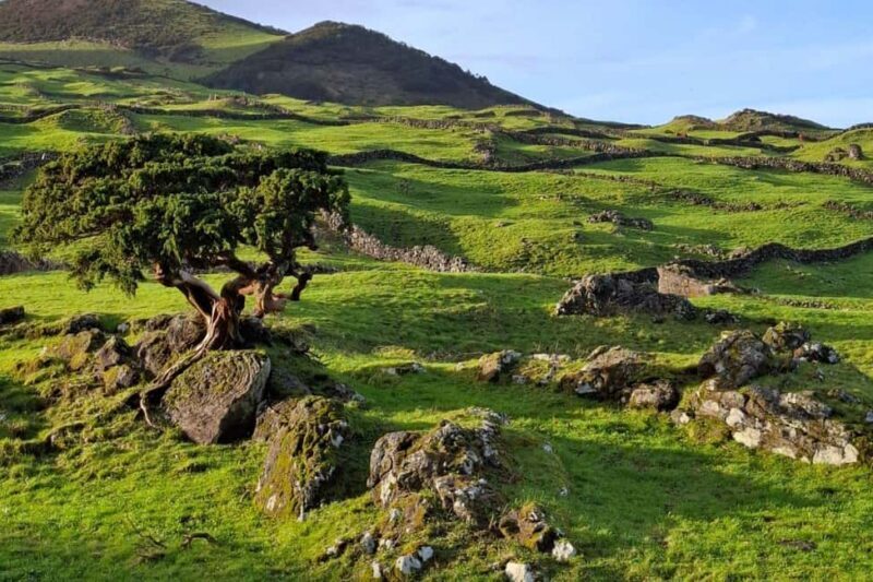 Pico Island: Private Highlights Tour - Exploring Pico Island: A Detailed Review