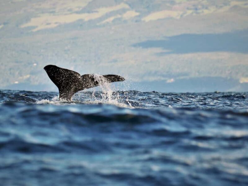 Pico Island: Whale Watching Experience from Lajes do Pico - Key Points