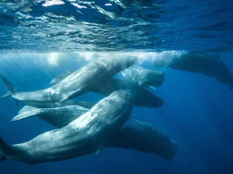 Pico Island: Whale Watching Experience from Lajes do Pico - A Closer Look at the Whale Watching from Lajes do Pico