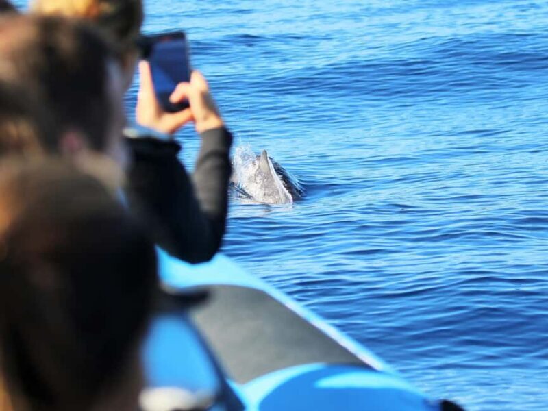 Pico Island: Whale Watching Experience from Lajes do Pico - Who Should Consider This Tour?