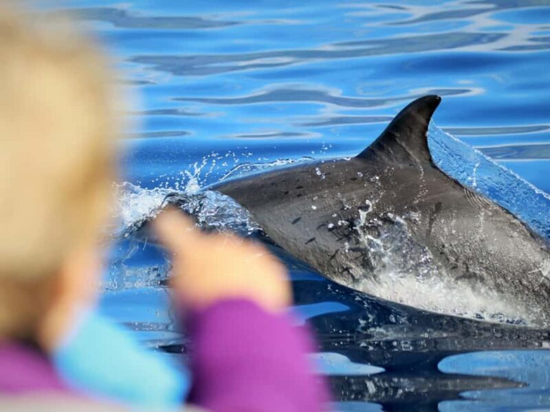 Pico Island: Whale Watching Experience from Lajes do Pico - The Sum Up