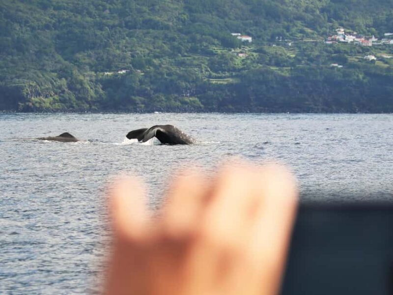 Pico Island: Whale Watching Experience from Lajes do Pico - FAQ