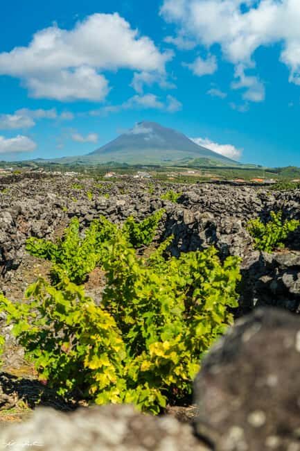 Pico Island: Wine and Vineyards Tour with Tasting - Authentic Experiences and What You’ll Take Away