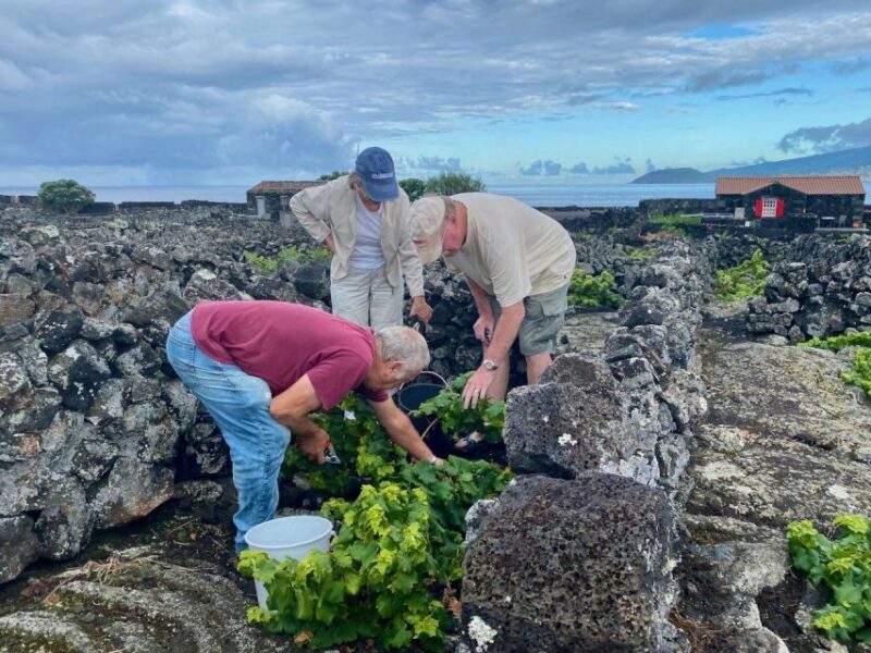 Pico Island: Wine Tasting, Independent Producers & Culture - The Sum Up