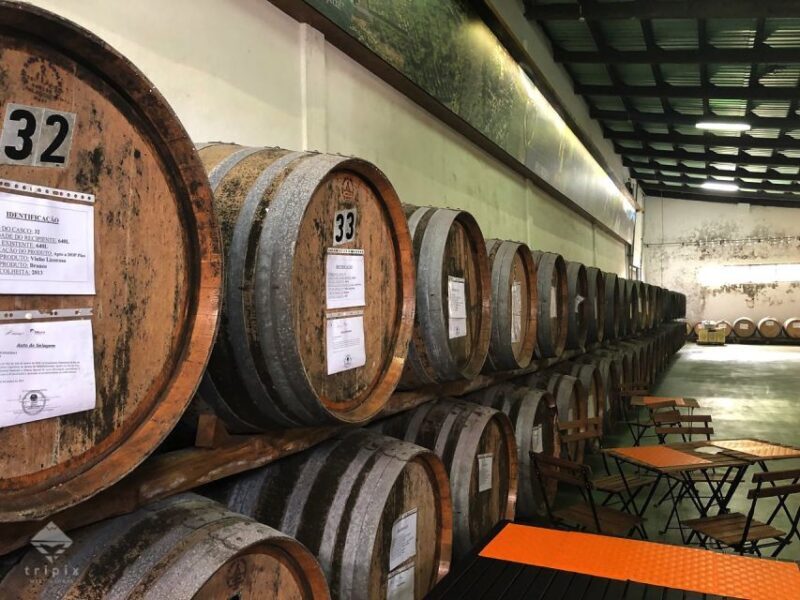 Pico Wine Tour: Get to know Pico's wines - In-Depth Review of the Pico Wine Tour