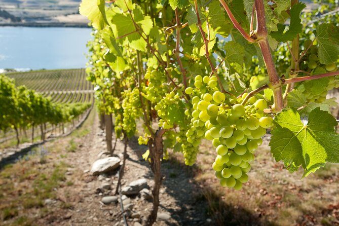 Picton Cruise Ship Shore Excursion Marlborough Wine Tour - Exploring the Marlborough Wine Region from Picton