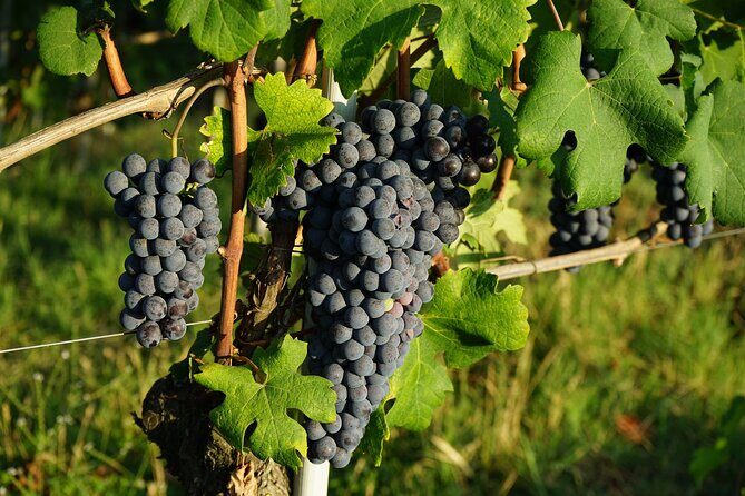 Piemonte Vineyards by Yourself from Turin - Business Car with English Chauffeur - Practical Tips for Booking and Making the Most of Your Day