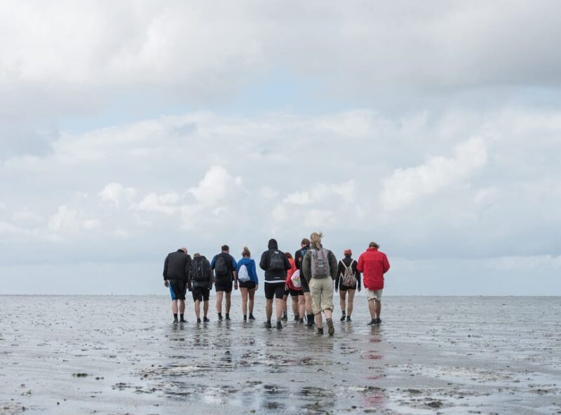 Pieterburen: Wadden Sea Mudflats Guided Walking Tour - A Detailed Look at the Wadden Sea Mudflat Walk