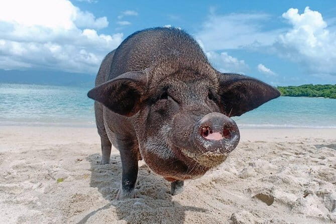 Pig Island & Koh Tan Tour by Speed Boat (Snorkeling & Kayaking) - A Closer Look at the Tour Experience