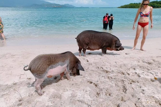 Pig Island & Koh Tan Tour by Speed Boat (Snorkeling & Kayaking) - Who Should Consider This Tour?