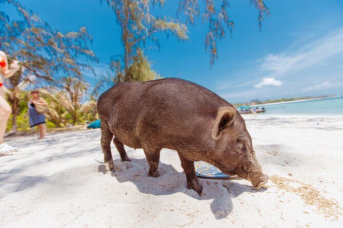 Pig Island Private Longtail Boat Trip From Koh Samui - Final Thoughts