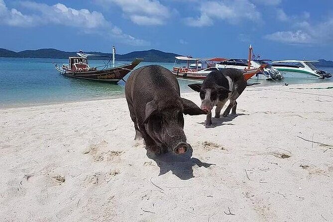 Pig Island ,Snorkeling, Private Long Tail Boat (Local Thai Experience) - FAQ