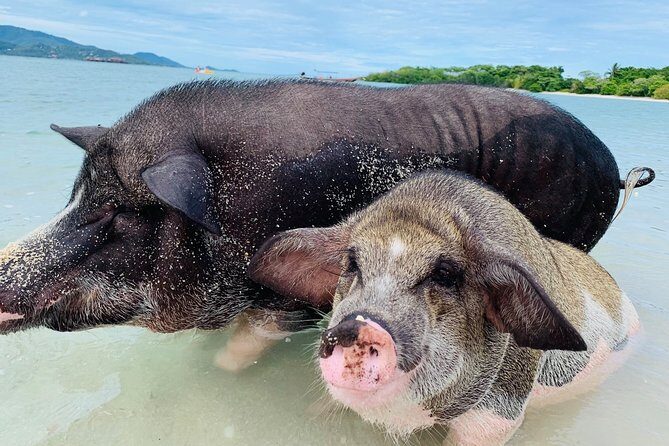 Pig Island Snorkeling & Sightseeing Tour By Speedboat From Koh Samui - Exploring the Itinerary: What to Expect at Each Stop