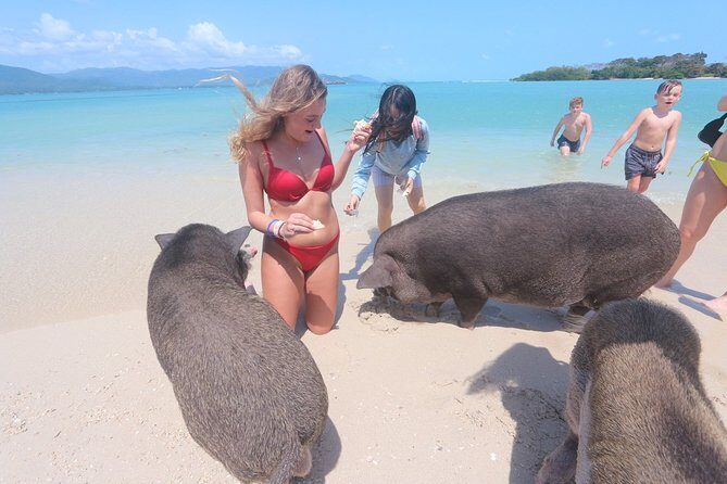 Pig Island Snorkeling & Sightseeing Tour By Speedboat From Koh Samui - Authenticity and Experience Quality