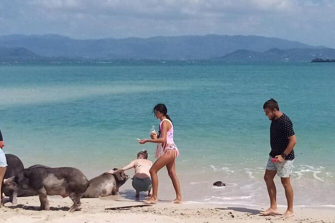 Pig Island Snorkeling & Sightseeing Tour By Speedboat From Koh Samui - Who Will Enjoy This Tour?