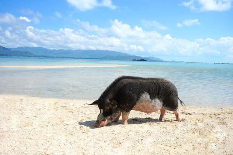 Pig Island(Koh Mudsum) and Koh Tan Half Day Snorkeling Tour - The Sum Up: Who Will Love This Tour?