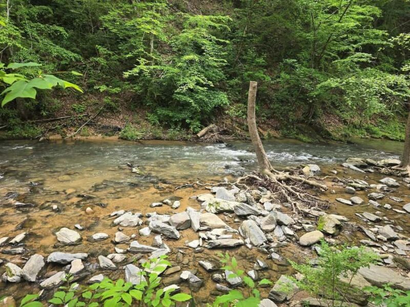 Pigeon Forge: Smoky Bear Discovery Tour - Key Points