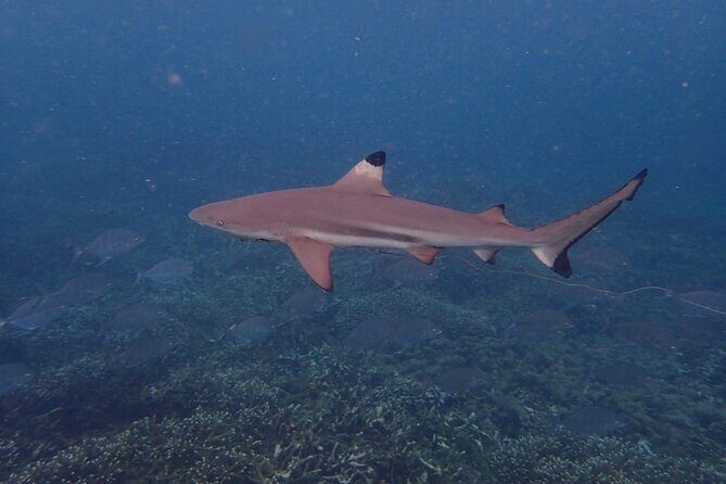 Pigeon Island Snorkeling Tour From Uppuveli Beach - Who Should Consider This Tour?
