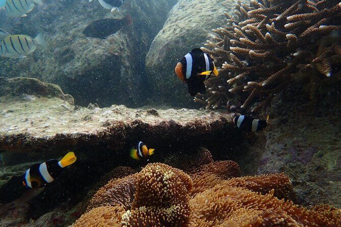 Pigeon Island Snorkeling Tour From Uppuveli Beach - FAQs