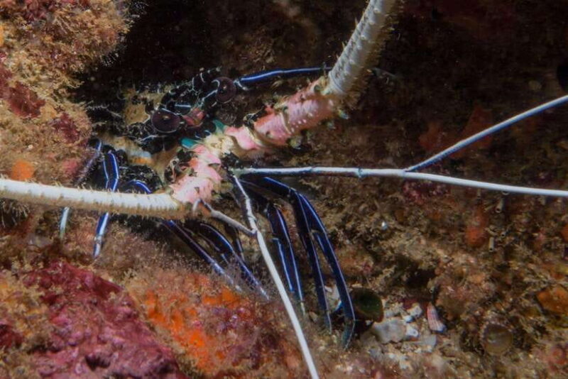 Pigeon Island Snorkeling Tour from Uppuveli Beach - The Sum Up: Who Should Consider This Tour?