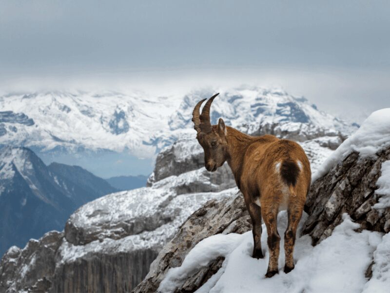 Pilatus & Lucerne with Cruise Private Day Trip - Frequently Asked Questions
