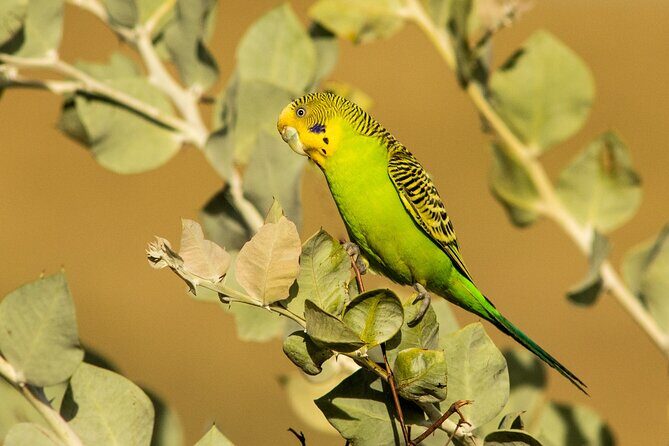 Pilbara Bird Tours - Exploring the Unique Birdlife of the Pilbara with Pilbara Bird Tours