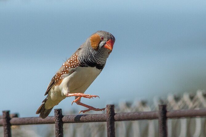 Pilbara Bird Tours - An In-Depth Look at the Pilbara Bird Tours Experience