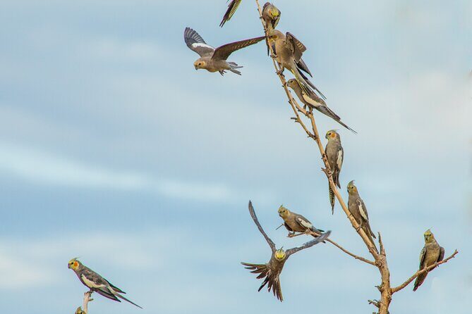 Pilbara Bird Tours - Frequently Asked Questions