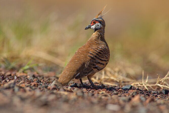 Pilbara Bird Tours - Final Thoughts