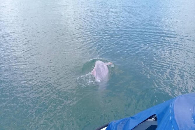Pink Dolphin and Snorkeling Full Day Experience - Key Points