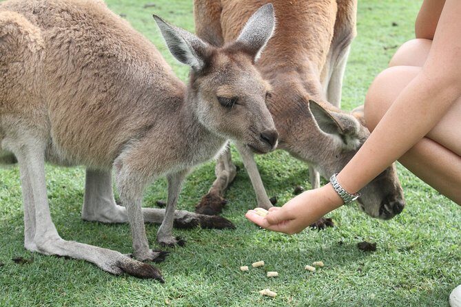 Pinnacles Desert, Koalas and Sandboarding 4WD Day Tour from Perth - The Sum Up: Is This Tour Right for You?