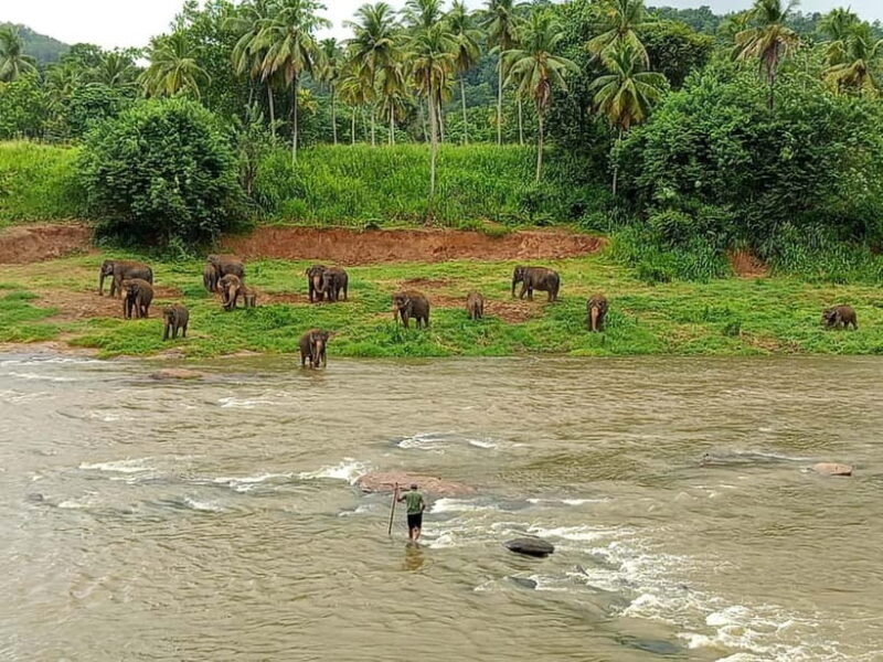 Pinnawala & Kandy Day Tour from Colombo or Negombo - A Deep Dive into the Pinnawala & Kandy Day Tour