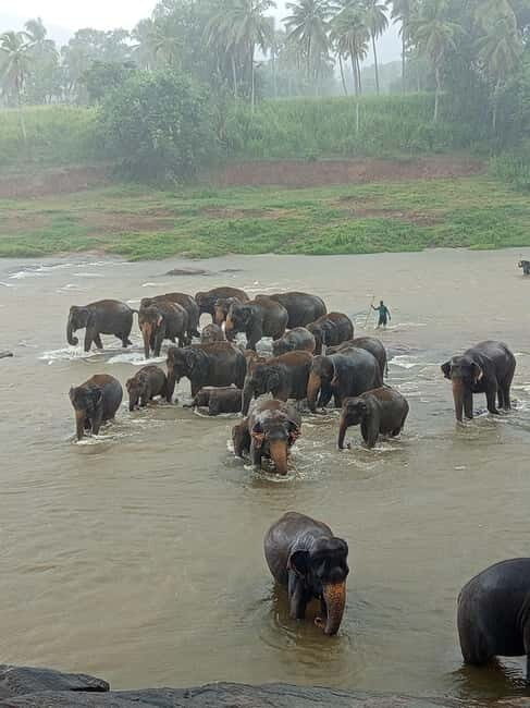 Pinnawala & Kandy Day Tour from Colombo or Negombo - Who Will Love This Tour?