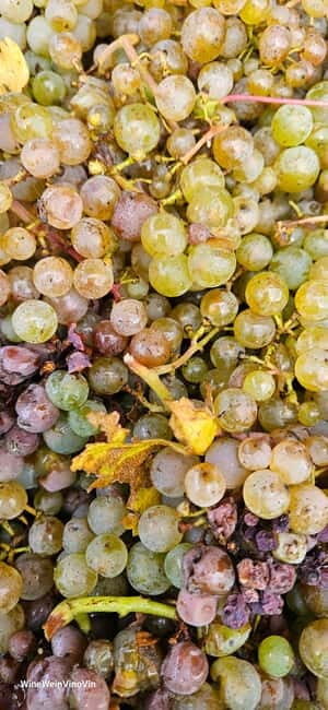 Pinot Noir & Pinot Wine Tour to Baden-Württemberg - Pricing and Value