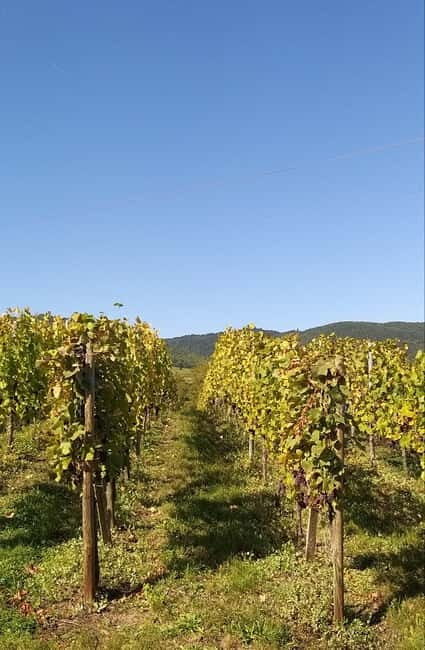 Pinot Noir & Pinot Wine Tour to Baden-Württemberg - Who Should Consider This Tour?