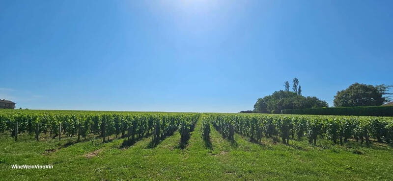 Pinot Noir & Pinot Wine Tour to Baden-Württemberg - The Sum Up: Is This Tour Right for You?