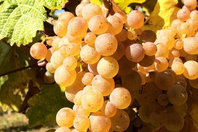 Pinot Noir & Pinot Wine Tour to Baden-Württemberg - Frequently Asked Questions