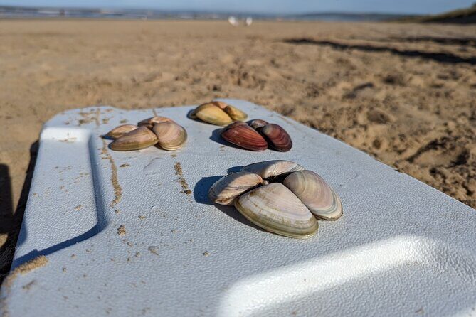 Pipi Catching and Cooking Experience in Goolwa - A Detailed Look at the Goolwa Pipi Catching and Cooking Tour