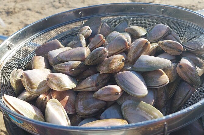 Pipi Catching and Cooking Experience in Goolwa - Take-Home Pipis and Recipes
