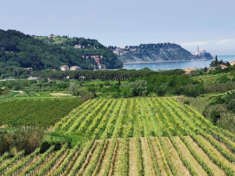 Piran: 5-Course Boutique Food Tour with Electric Bikes - Key Points