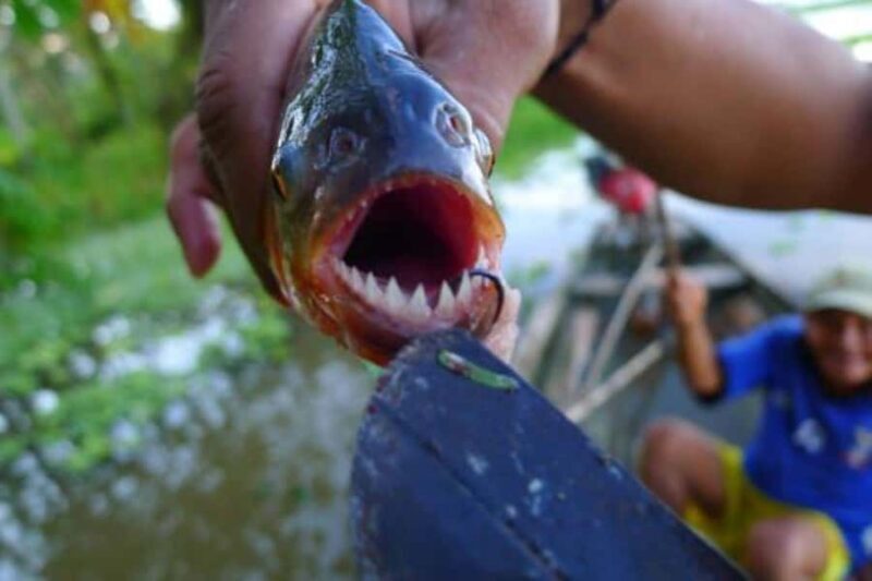 PIRANHA FISHING IN TAMBOPATA - Piranha Fishing in Tambopata: An Authentic Amazon Experience