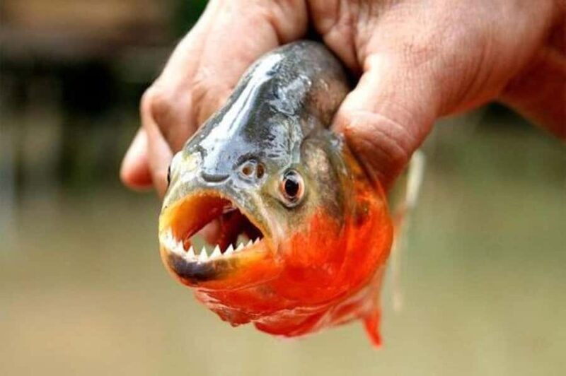 PIRANHA FISHING IN TAMBOPATA - Who Will Love This Tour?
