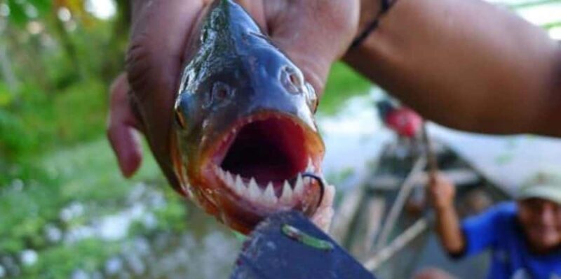 PIRANHA FISHING IN TAMBOPATA - Practical Tips for Your Tambopata Piranha Fishing Tour