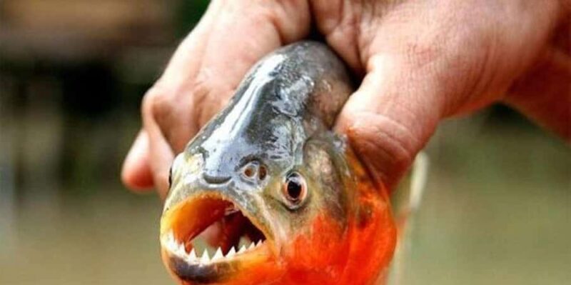 PIRANHA FISHING IN TAMBOPATA - The Sum Up: Is It Worth It?